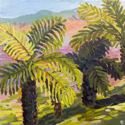 Dorrigo Ferns